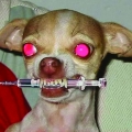 insane_dog