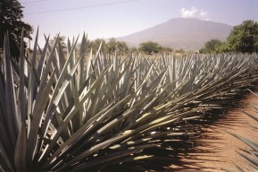 Agave Plant