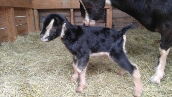 https://web.donmankin.net/theherdstop.com/uploaded-images/goats/20190204_140405-355x200.jpg