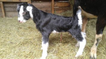 https://web.donmankin.net/theherdstop.com/uploaded-images/goats/20190204_140704-355x200.jpg