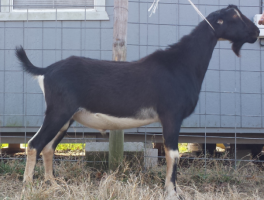 https://web.donmankin.net/theherdstop.com/uploaded-images/goats/atlasyearling-264x200.png