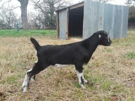 https://web.donmankin.net/theherdstop.com/uploaded-images/goats/sonatabuck-267x200.jpg